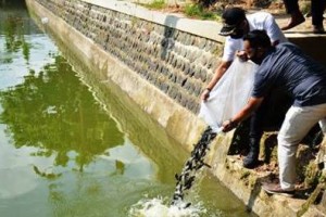 Wabup Kuningan saat menebar 10 ribu bibit ikan nila.